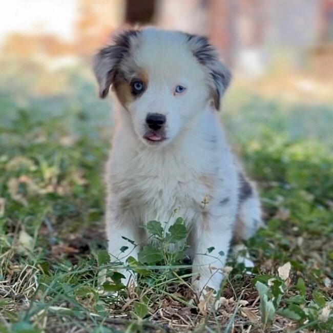 Chiot mâle BAM Bleu Merle Berger Americian Miniature