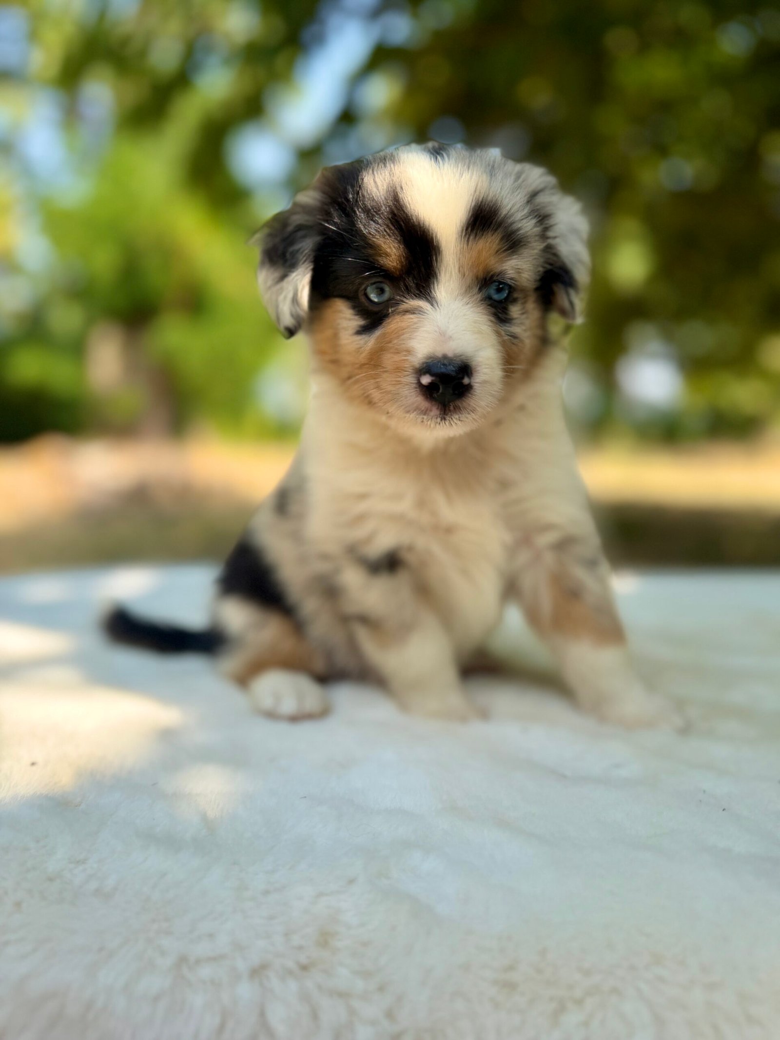 Femelle Bleu Merle Berger Americian Miniature
