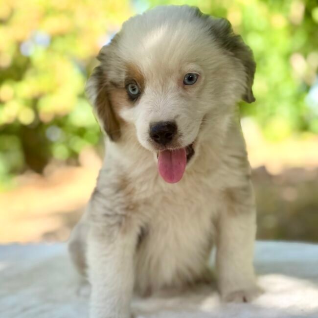 Chiot mâle Bleu Merle Berger Americian Miniature