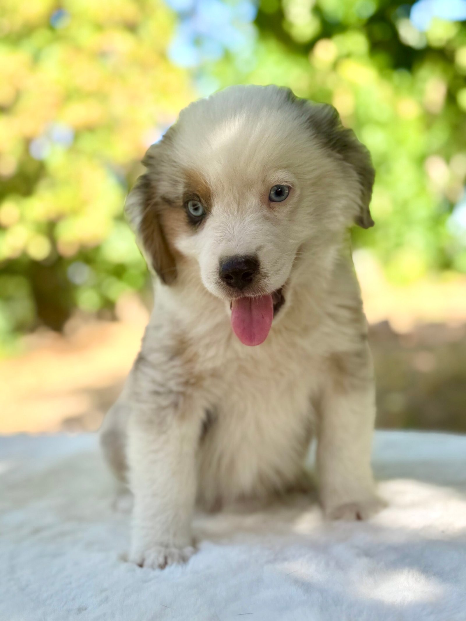 Chiot mâle Bleu Merle Berger Americian Miniature