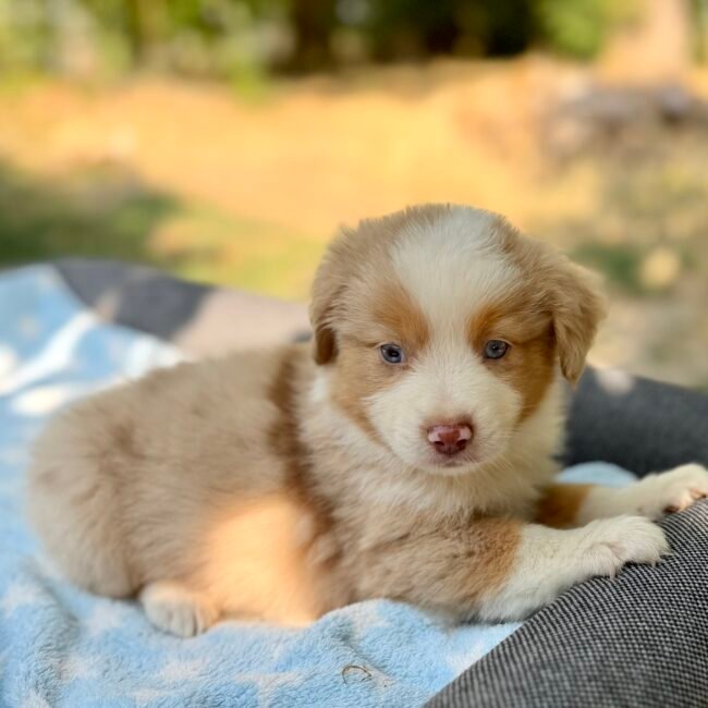 Chiot mâle Rouge Merle Berger Americian Miniature