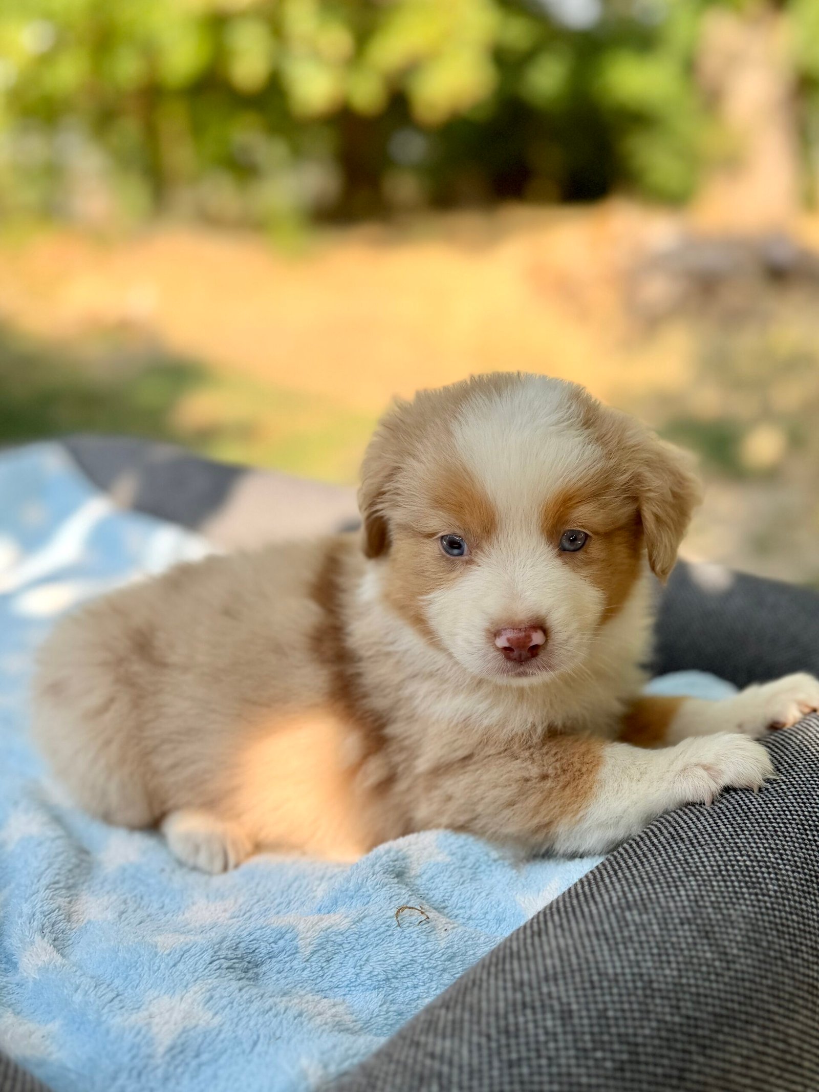 Chiot mâle Rouge Merle Berger Americian Miniature