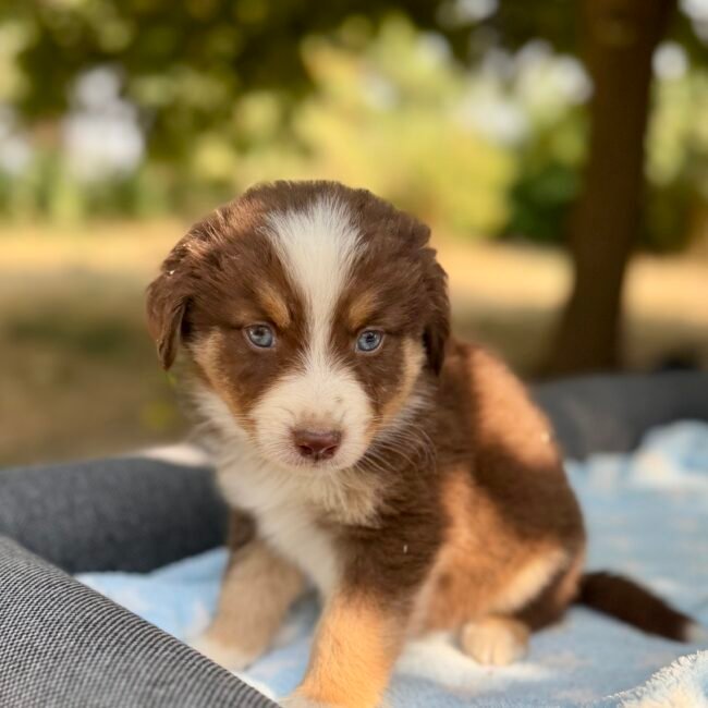 Chiot mâle Tricolore Berger Americian Miniature
