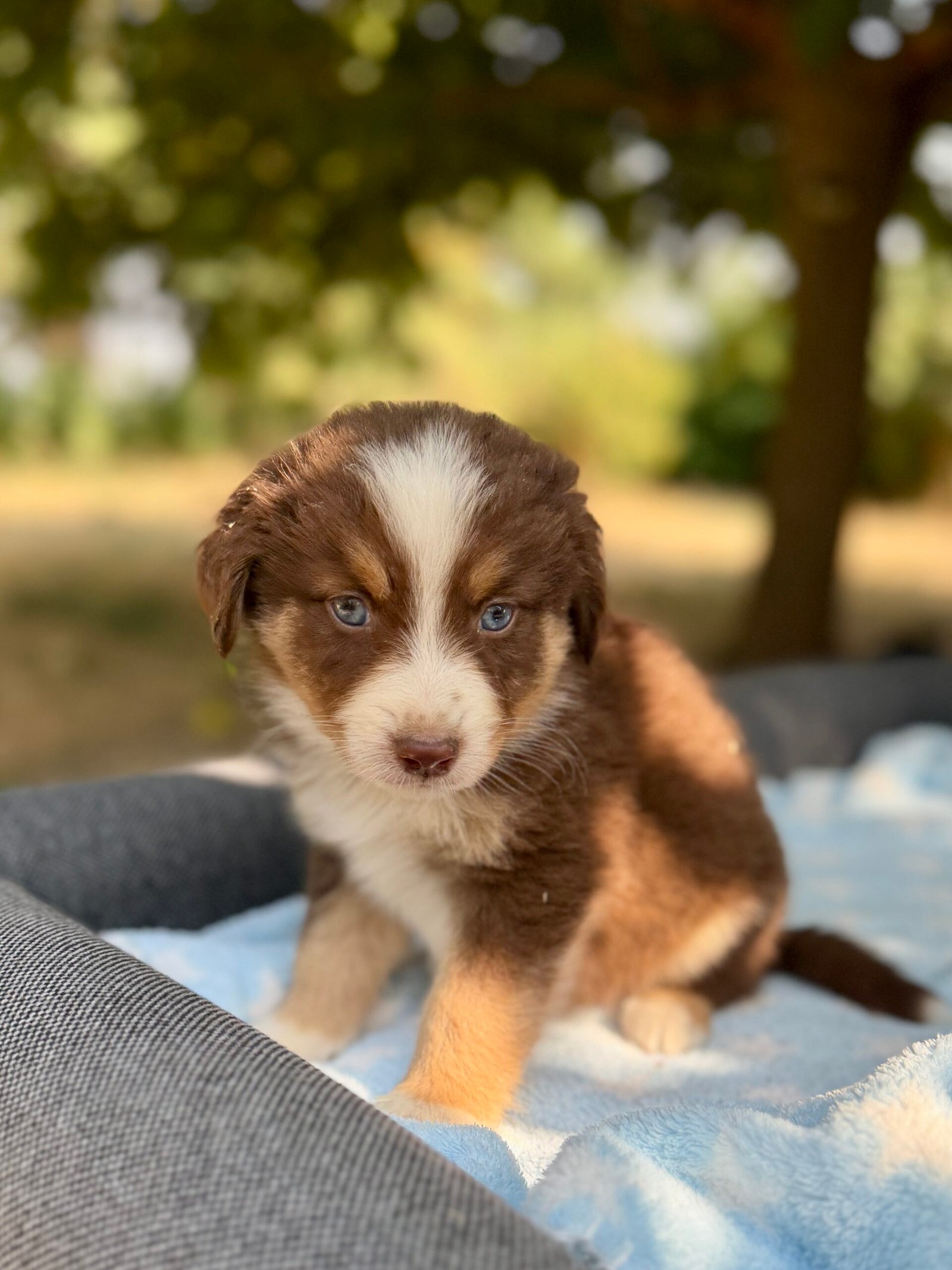 Chiot mâle Tricolore Berger Americian Miniature