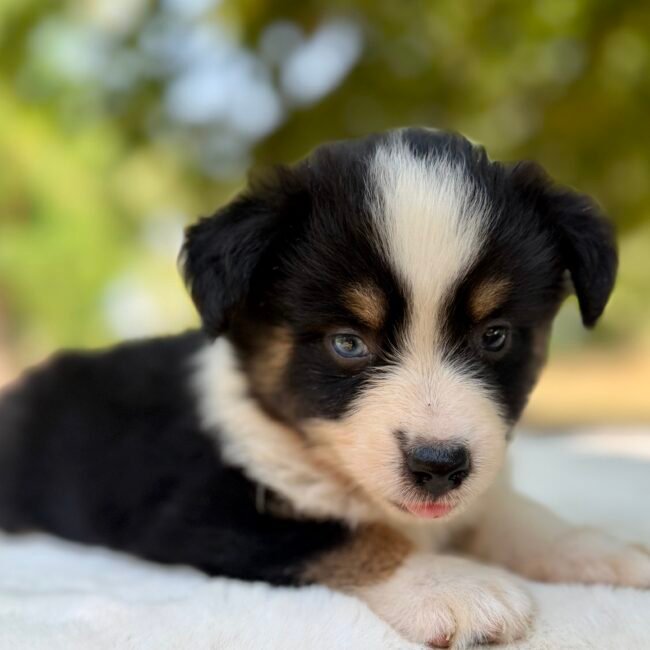 Chiot Berger Américian Miniature Tricolore