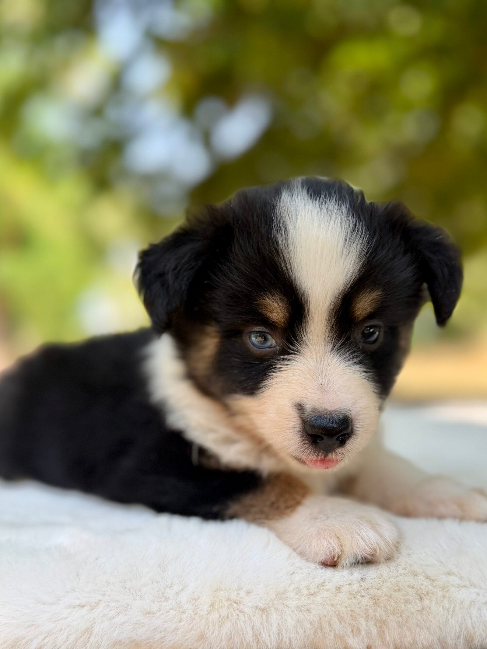 Chiot Berger Américian Miniature Tricolore