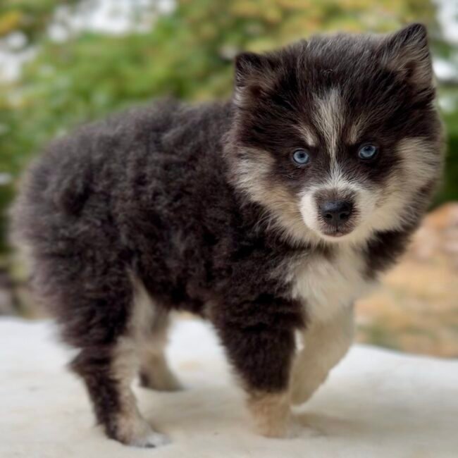 Chiot Pomsky Blue, Elevage Deep Blue Eyes