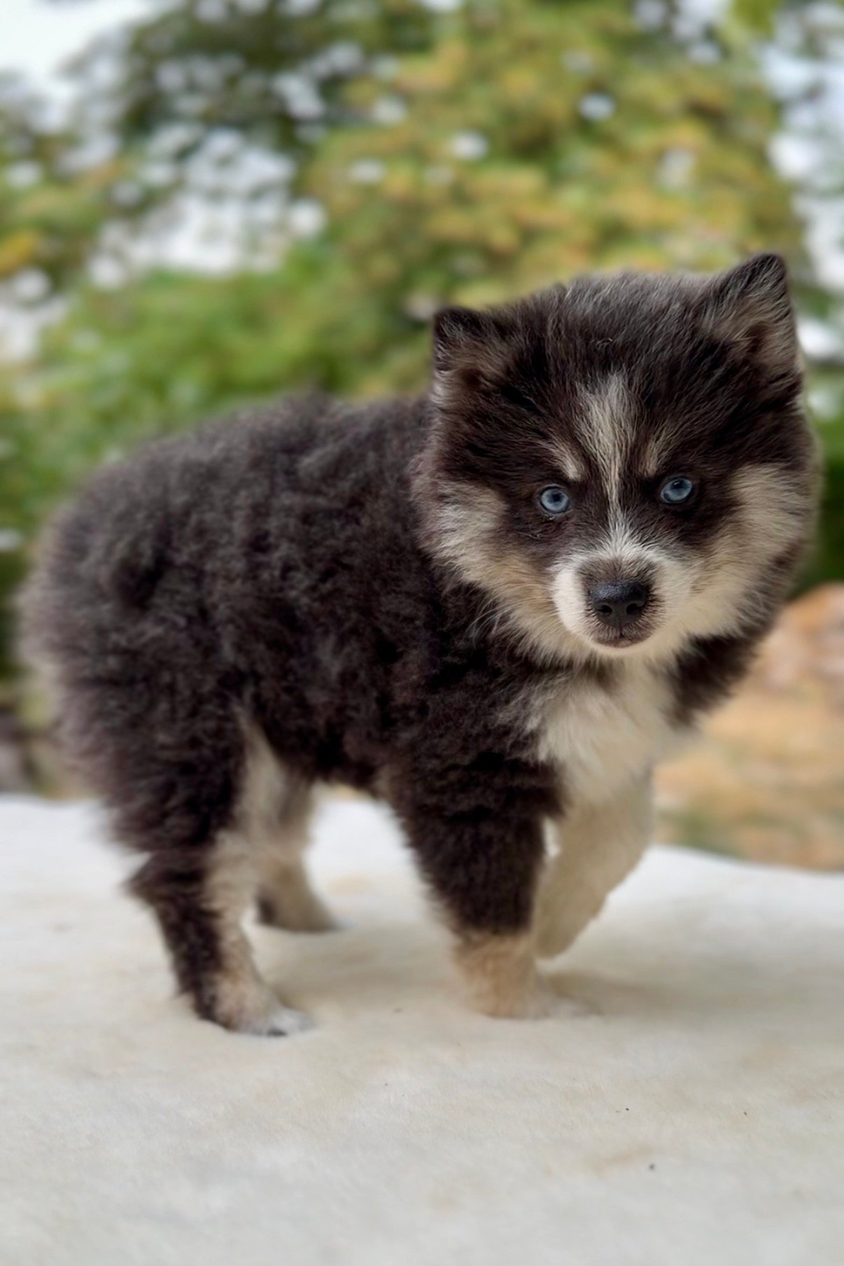 Chiot Pomsky Blue, Elevage Deep Blue Eyes
