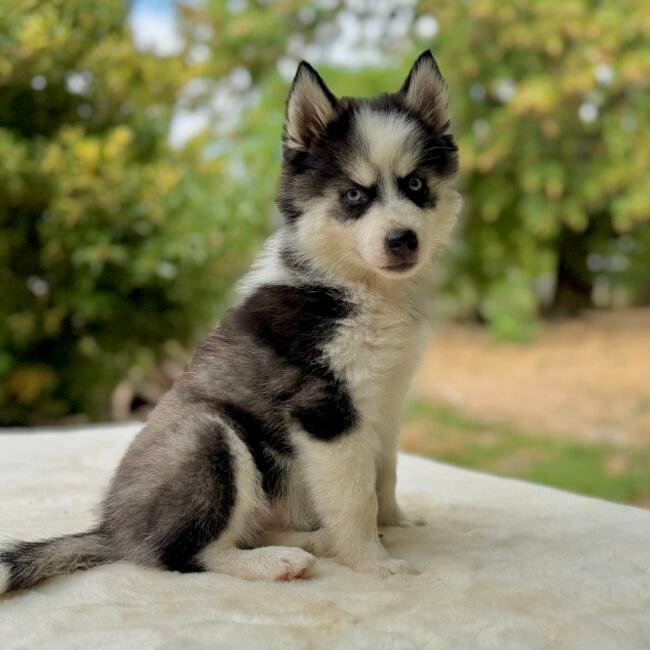 Chiot Pomskt Femelle noire et blanche, elevage Deep Blue Eyes