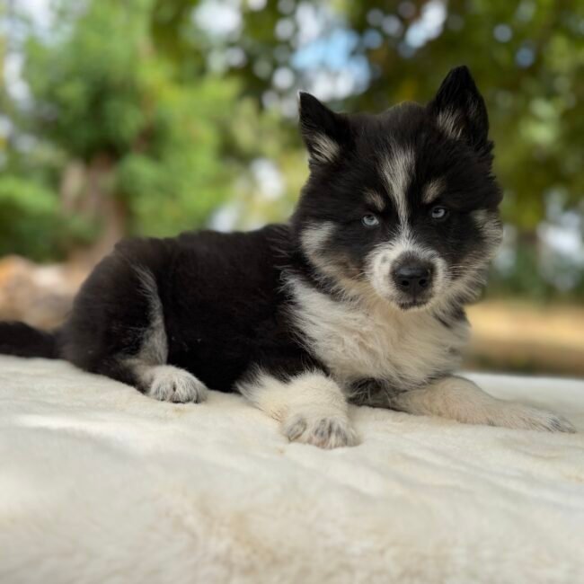 Chiot Pomsky Noir et Blanc, Elevage Deep Blue Eyes