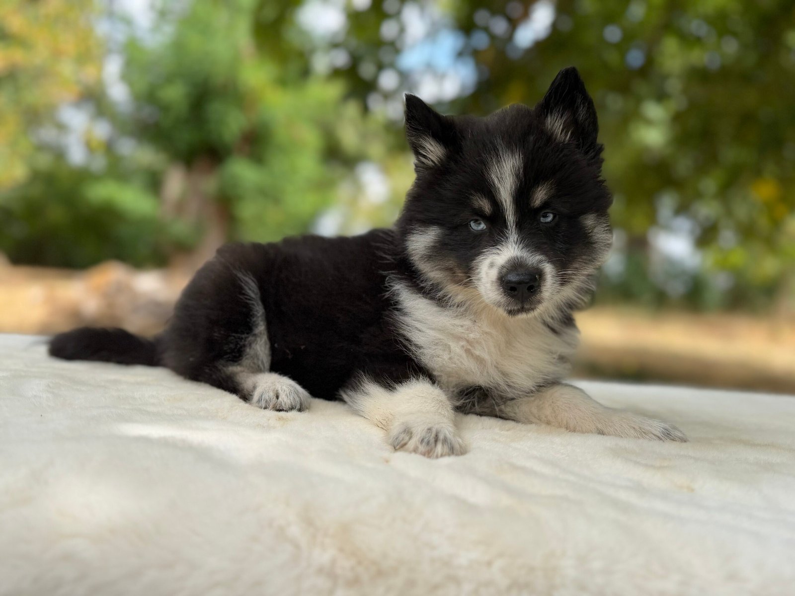 Chiot Pomsky Noir et Blanc, Elevage Deep Blue Eyes