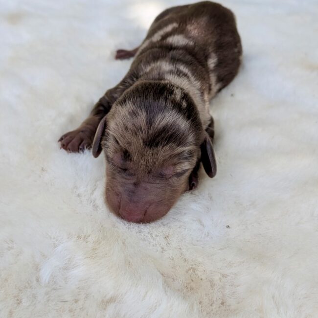 Chiot teckel nain Chocolat Arlequine — élevage Deep Blue Eyes près de Toulouse