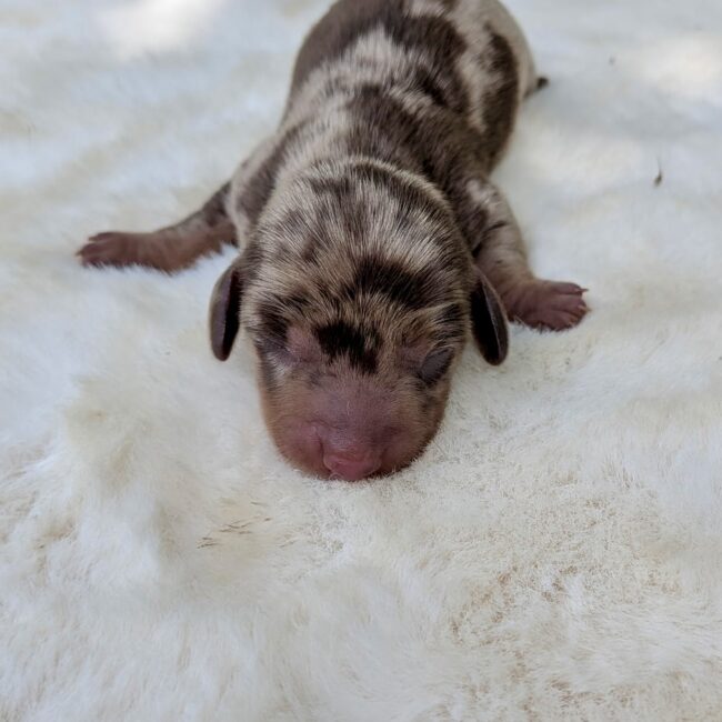 Chiot teckel nain Arlequin Chocolat — élevage Deep Blue Eyes près de Toulouse