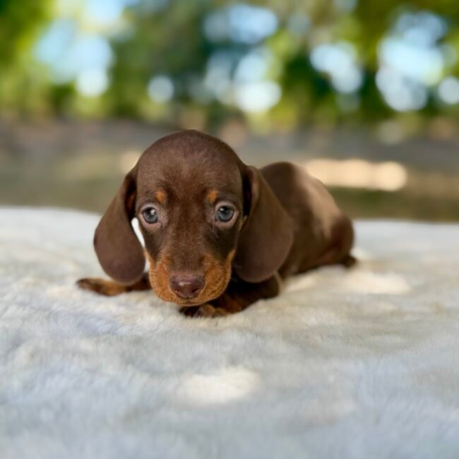 Chiot teckel nain Chocolat élevage Deep Blue Eyes près de Toulouse