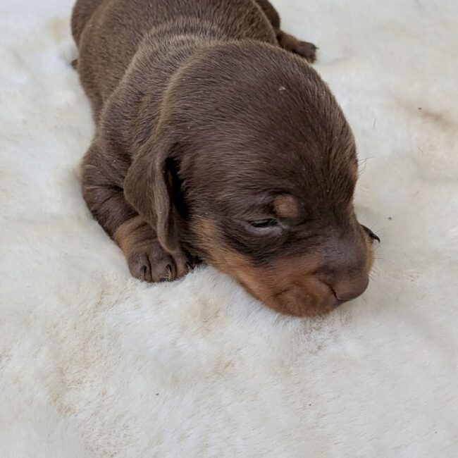 Chiot teckel nain Chocolat — élevage Deep Blue Eyes près de Toulouse