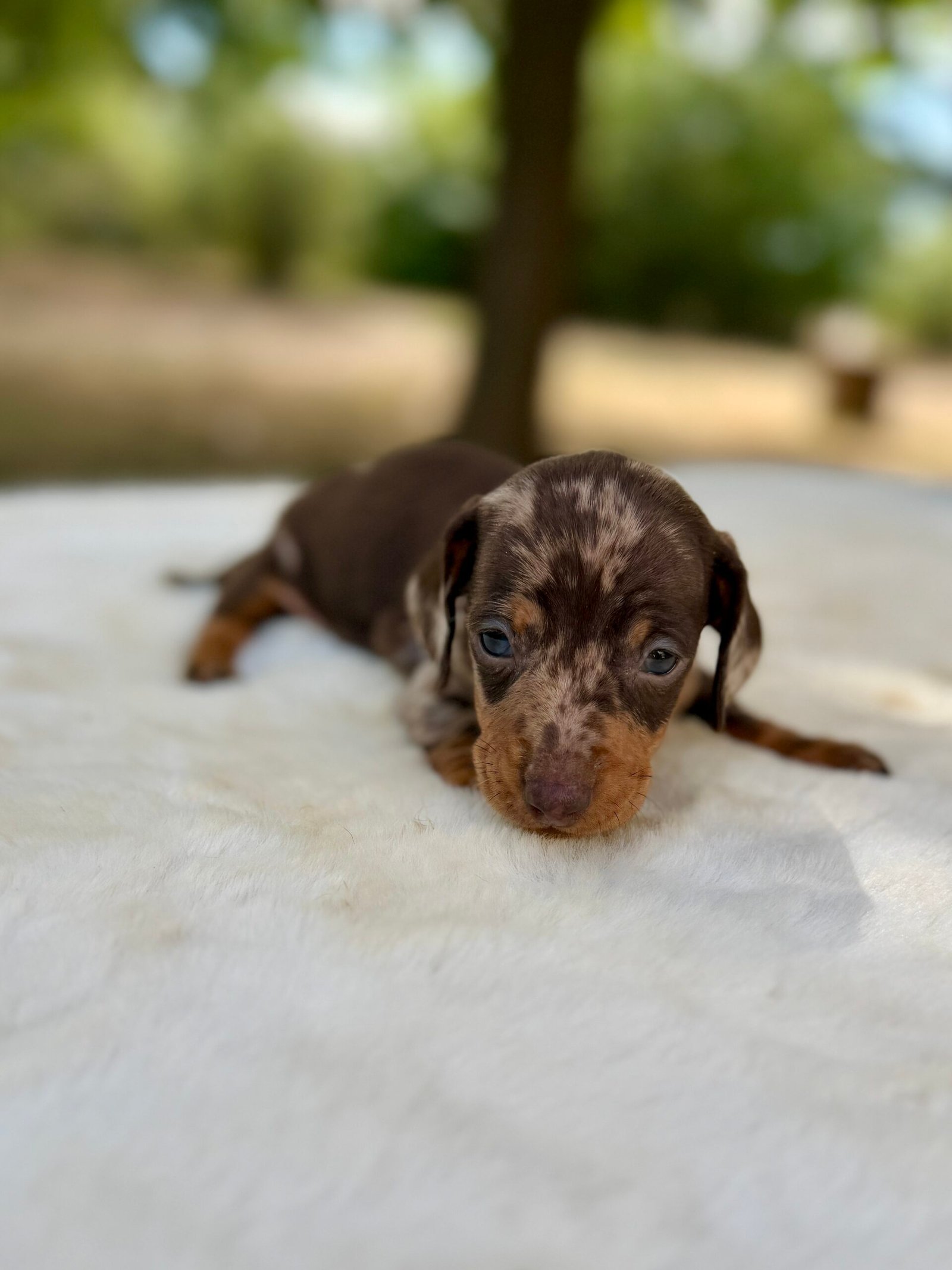 Chiot teckel nain Arlequin Chocolat élevage Deep Blue Eyes près de Toulouse