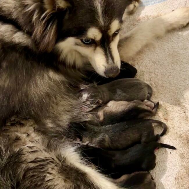 portée de Pomsky bleu et gris, elevage deep blue eyes