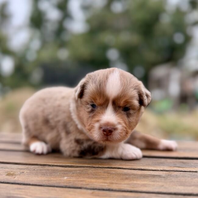 Chiot femelle rouge merle Berger Americian Miniature