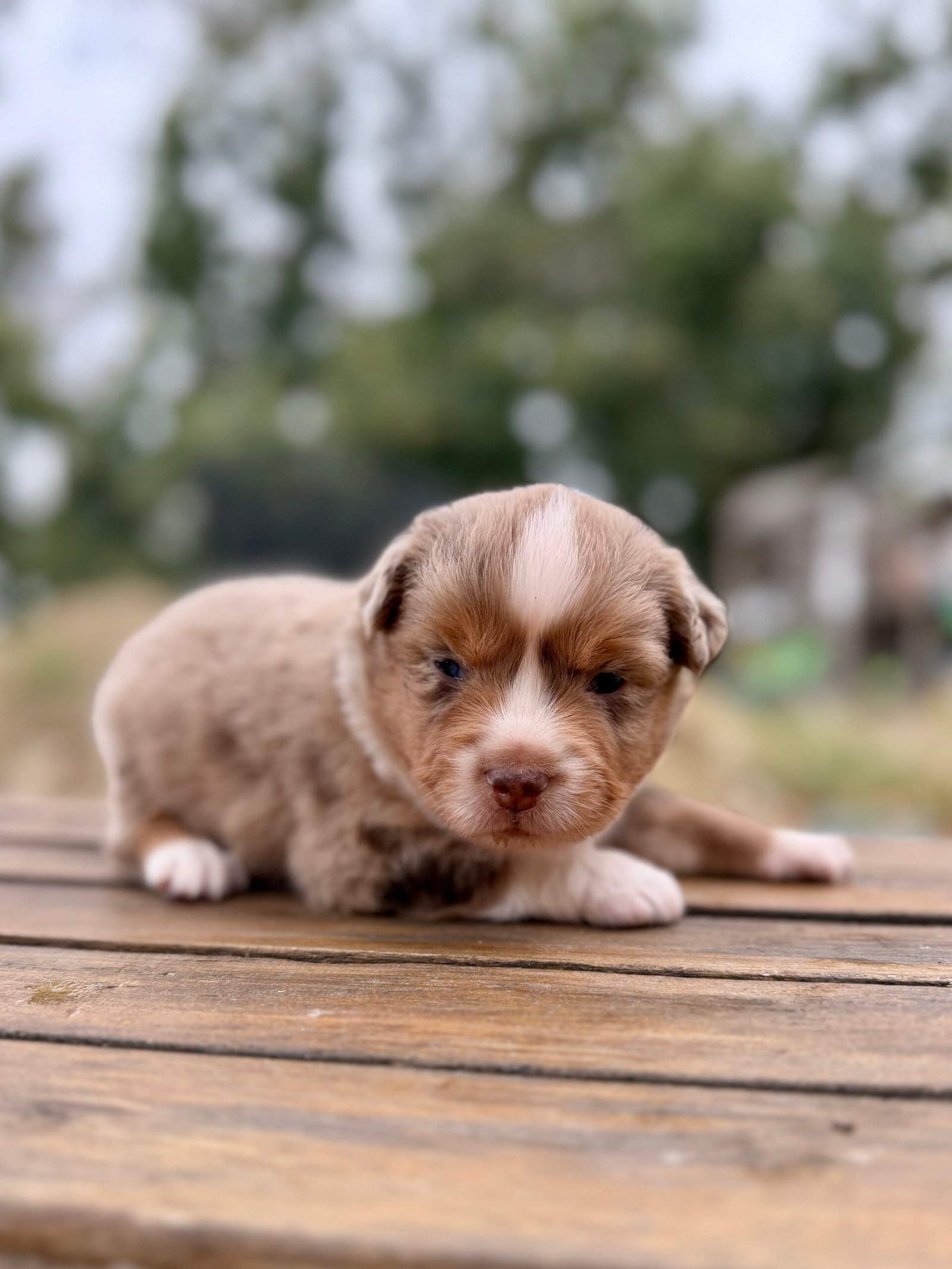 Chiot femelle rouge merle Berger Americian Miniature