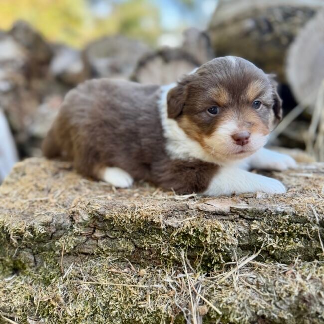 Chiot femelle rouge tri Berger Americian Miniature, élevage Dee Blue Eyes