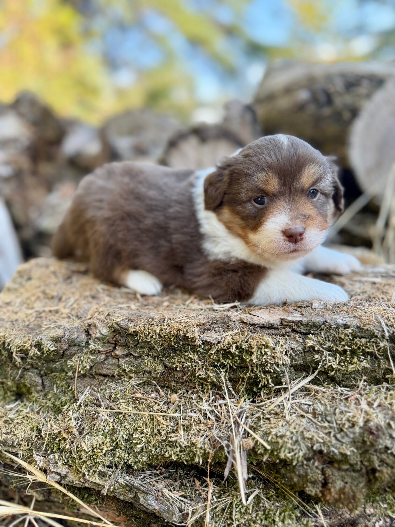 Chiot femelle rouge tri Berger Americian Miniature, élevage Dee Blue Eyes