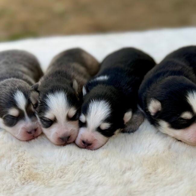 Pomsky femelles elevage deep blue eyes
