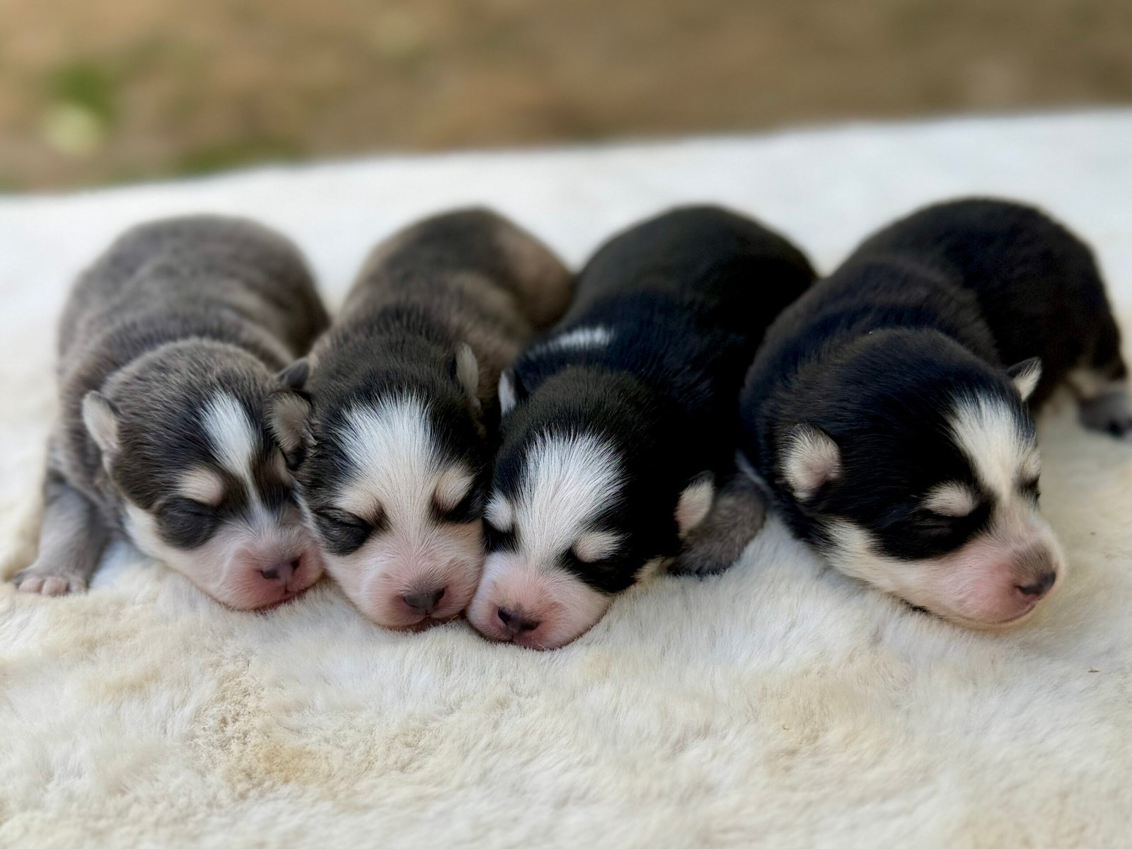 Pomsky femelles elevage deep blue eyes