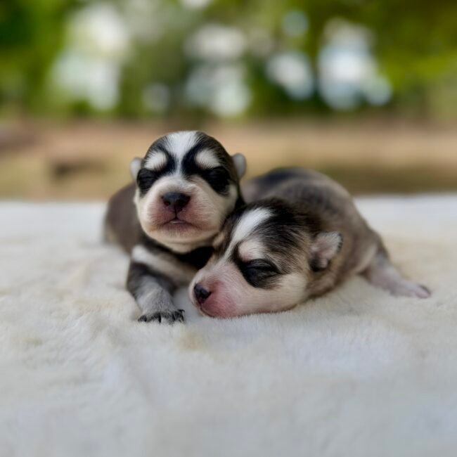 Pomsky males gris, elevage deep blue eyes