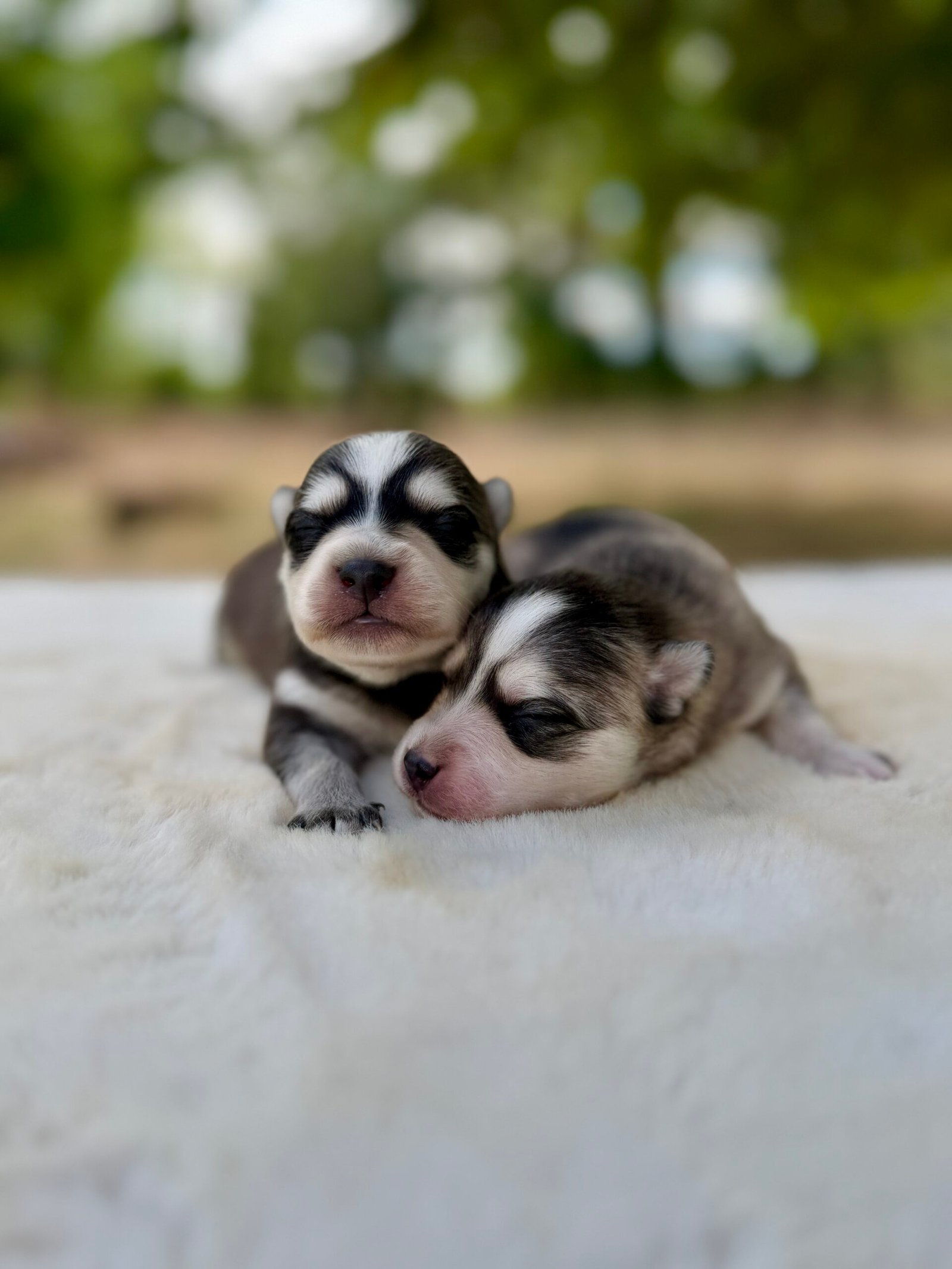 Pomsky males gris, elevage deep blue eyes