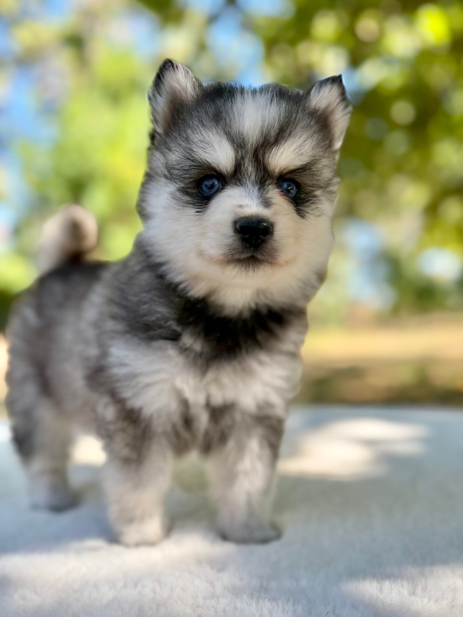 Pomsky mâle Gris elevage deep blue eyes