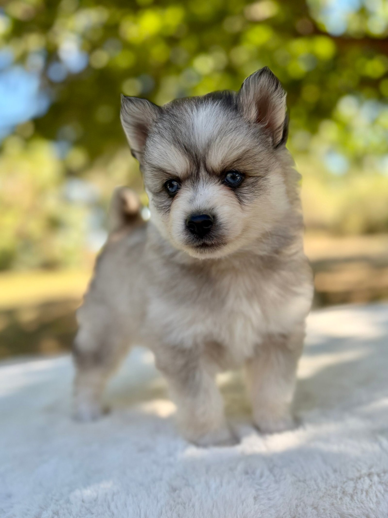 Pomsky Mâle gris loup elevage deep blue eyes