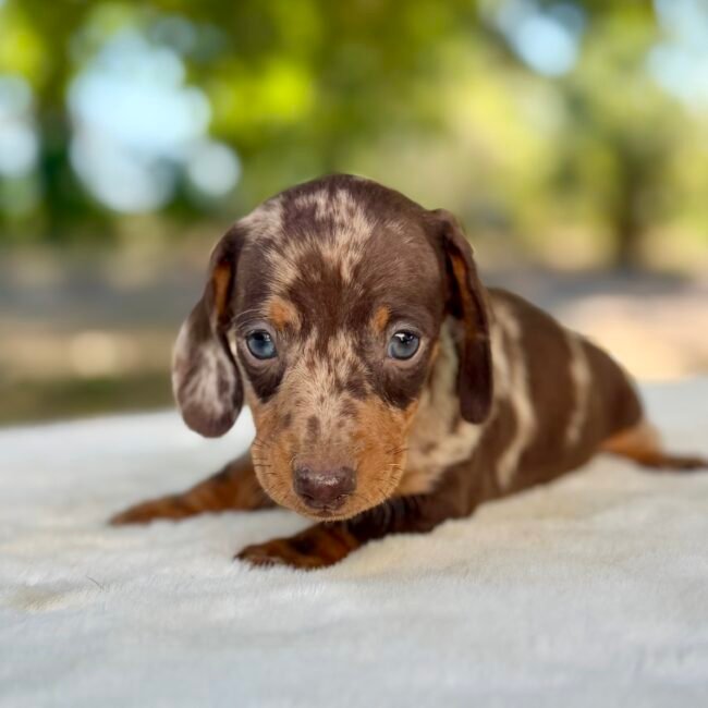 chiot teckel nain arlequin a poils ras, élevage Deep Blue Eyes