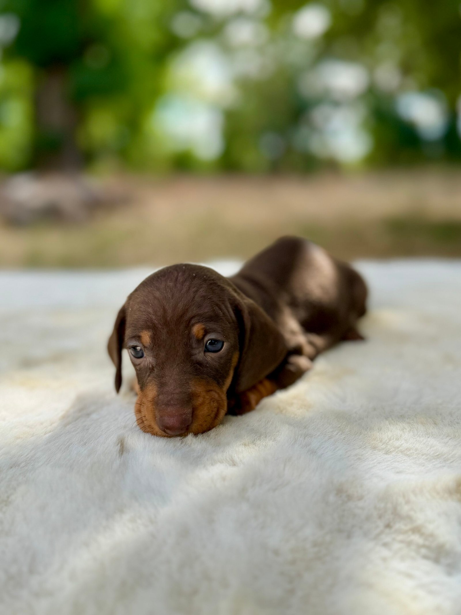 Chiot teckel nain Chocolat élevage Deep Blue Eyes près de Toulouse