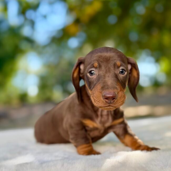 chiot femelle teckel nain a poils ras, élevage Deep Blue Eyes